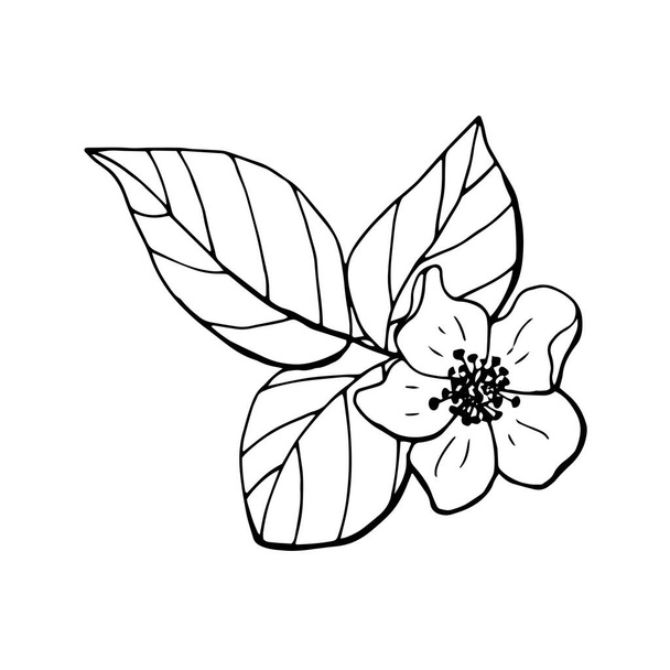 Raspberry leaves and flower. Line art. White background, isolate. Stock Illustration. - Vector, Image
