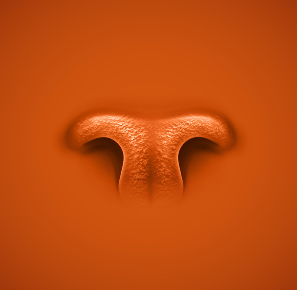Animal's nose - Vektor, Bild