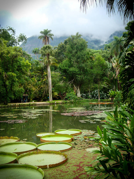 Лілія з водою в Ботанічному саду (Ріо - де - Жанейро, Бразилія). - Фото, зображення