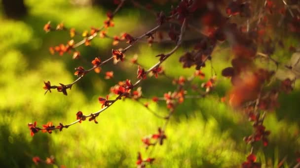 Arbusto de baga com pequenas folhas vermelhas cresce no jardim ensolarado primavera, grama verde vívida em fundo borrado
. - Filmagem, Vídeo