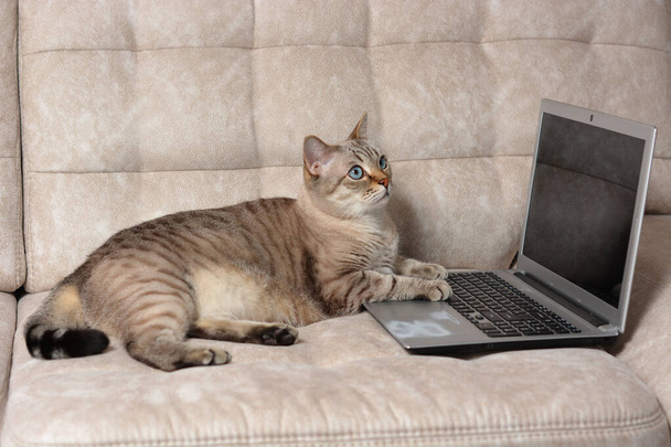 Scottish straight cat working at the notebook online at sofa - Foto, Bild