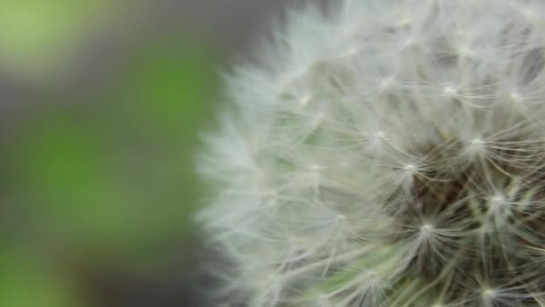 mniszek lekarski na wietrze na wiosnę makro zdjęcie - Materiał filmowy, wideo