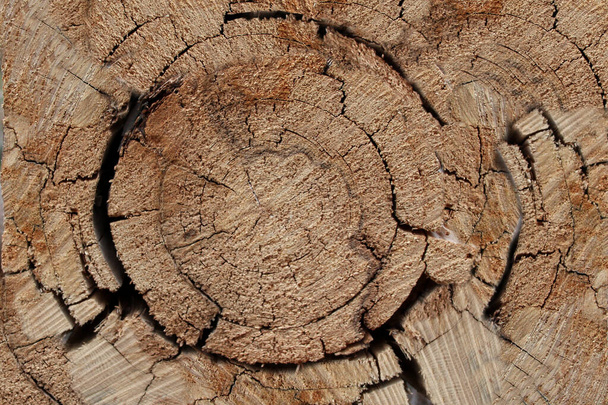 background texture of a round cut of wood with deep cracks. Slivers. Cut down trees. Wooden logs and wood chips - Fotografie, Obrázek