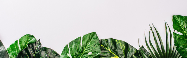 Vue panoramique de la vue de dessus des feuilles de plantes tropicales sur la surface blanche
 - Photo, image