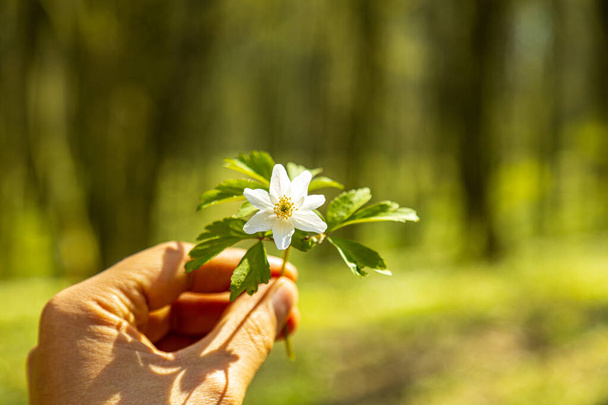 White flower in the forest during early springtime. Closeup on a hand holding an Anemone flower in front of vivid lush foliage landscape. - Zdjęcie, obraz