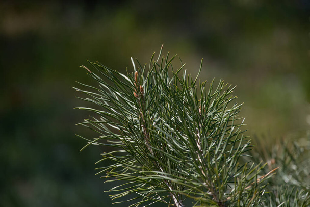 Beautiful pine tree branch in spring. Pine branches on grass background. Conifer in spring - Photo, Image