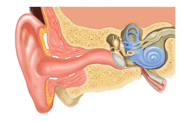Внутрішня структура людського вуха
 - Фото, зображення