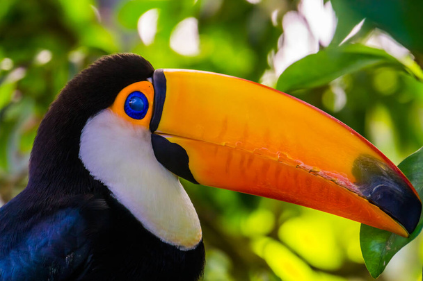 retrato de un toco toucan con su cara en primer plano, hermosa especie de ave tropical de América
 - Foto, imagen