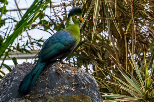 portrait of a white cheeked turaco sitting on a rock, colorful tropical bird specie from Africa - Photo, Image
