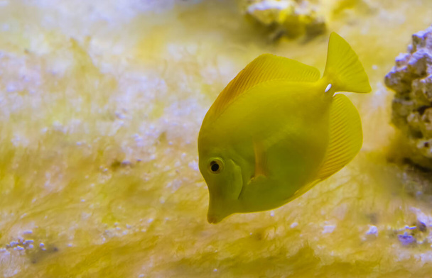Nahaufnahme Porträt eines gelben Tang-Fisches, eines der beliebtesten Fische in der Aquakultur, tropischer Fisch aus Hawaii - Foto, Bild
