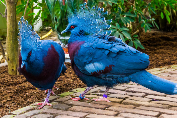 victoria pareja de palomas coronadas juntas, pájaros tropicales y coloridos de nueva guinea, especie de ave casi amenazada
 - Foto, Imagen
