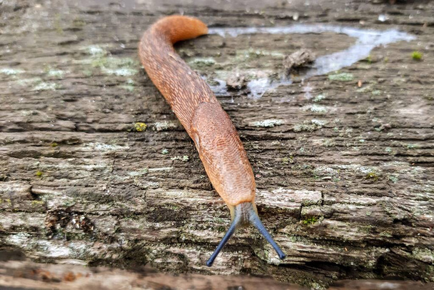 Slug in the garden on an old wooden surface. - Photo, Image