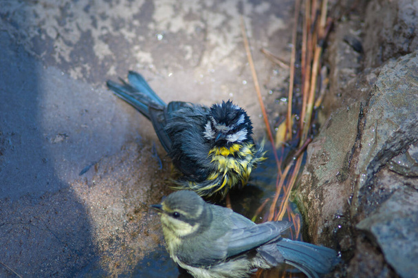 African blue tits bathing and drinking water. - Foto, Bild