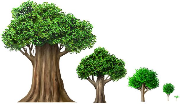 Набір різних стадій росту дубів
 - Фото, зображення