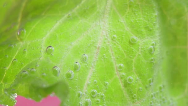 frische grüne Salatblätter. Gemüse im Wasser, unter Wasser vegetarische Kost. - Filmmaterial, Video