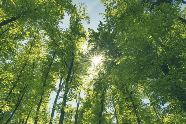 Зелений і здоровий ліс важлива частина нашої екосистеми. Лісове господарство на краще майбутнє
. - Фото, зображення