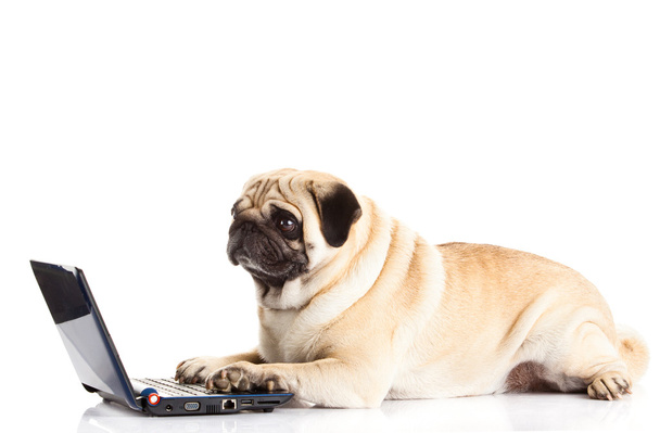 Pug koira tietokone eristetty valkoisella taustalla
 - Valokuva, kuva