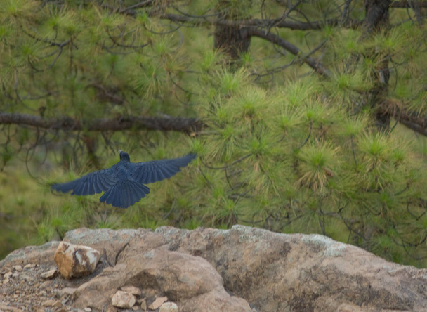 Yhteinen korppi Corvus corax canariensis lennolla
. - Valokuva, kuva