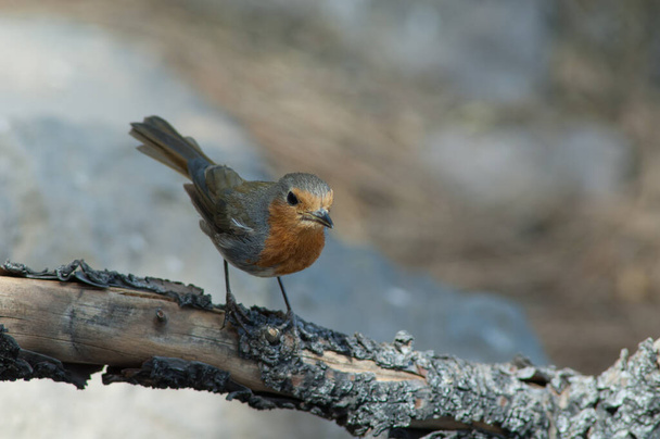 Robin Erithacus rubecula marionae on a branch. - Photo, Image