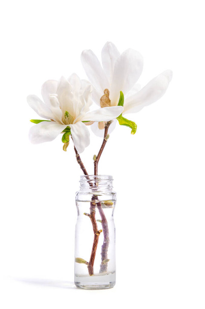 Beautiful delicate white magnolia in glass bottle isolated on white background - Photo, image