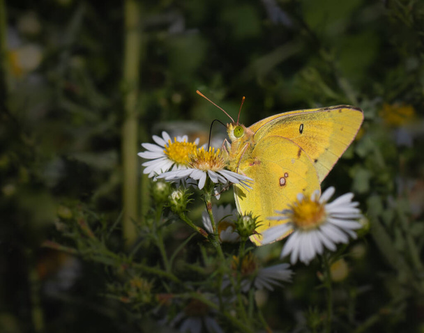 An orange sulphur butterfly feeding on a couple of white daisies in a Pennsylvania meadow - Photo, Image