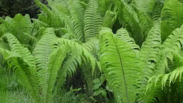 Rain water fern plant - Footage, Video