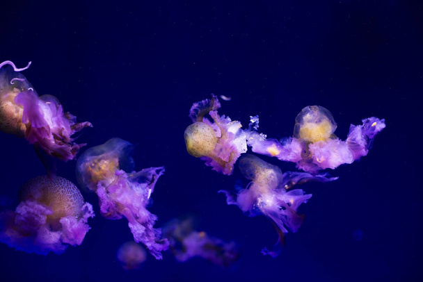 Розово-оранжевые медузы в голубой океанской воде, абстрактный фон - Фото, изображение