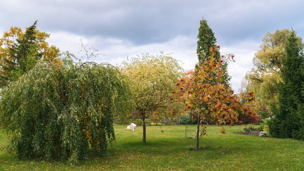 grupo de três árvores no jardim ornamental, bétula e cinza de montanha com ramos caídos, salgueiro ornamental
 - Foto, Imagem