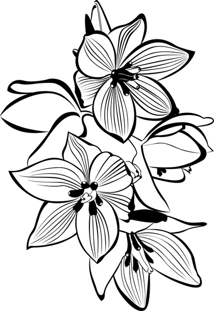 orchideeën - Vector, afbeelding