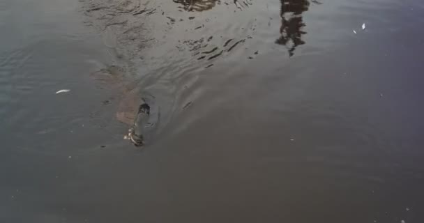 Visser probeert om vis die zwemmen in de buurt van de boot aan de haak trekken. - Video