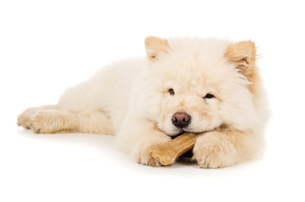 güzel küçük köpek yavrusu chow chow - Fotoğraf, Görsel