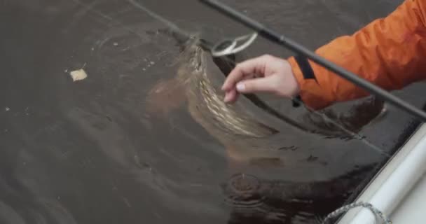 Rybak próbuje wyciągnąć rybę, która pływa w pobliżu łodzi na haku. - Materiał filmowy, wideo