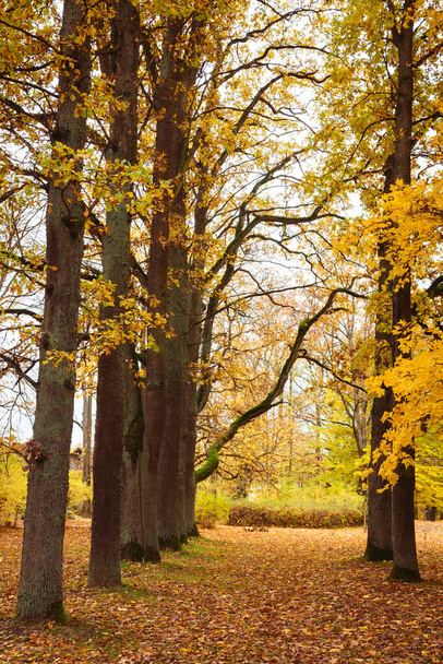 багато великих дерев з жовтим листям восени, газон внизу повний листя, вдень в парку; вінтажний ефект
 - Фото, зображення