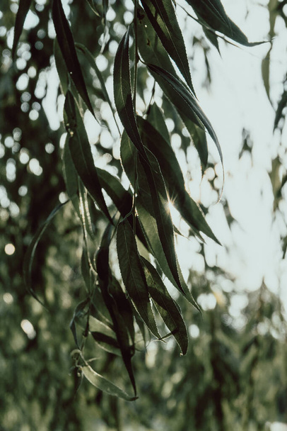 ветви и листья ивы, зеленая лужайка в городском парке под солнечным светом
 - Фото, изображение