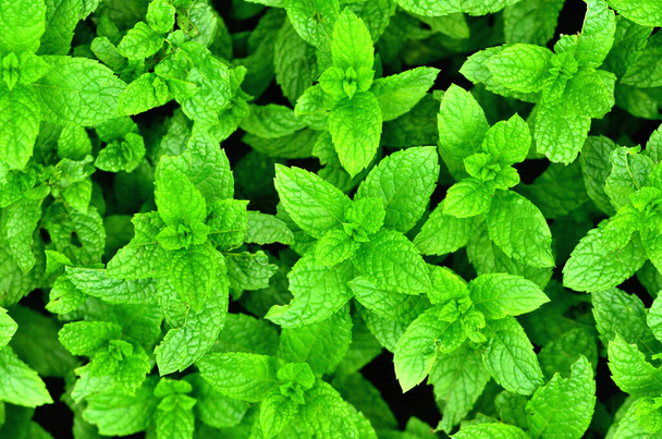Fresh mint plant grow at vegetable garden texture background. - Photo, Image