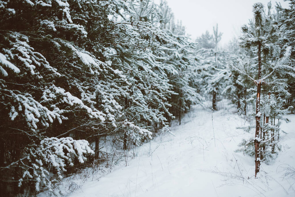 Foresta invernale con pini ricoperti di neve in Bielorussia. Sfondo invernale
 - Foto, immagini