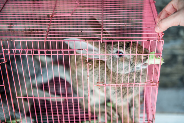 Conejo blanco en una jaula
 - Foto, Imagen