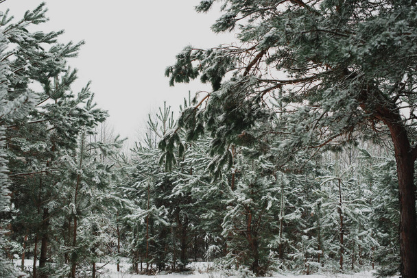 Winter forest with pines trees covered snow in Belarus. Winter background - Foto, immagini