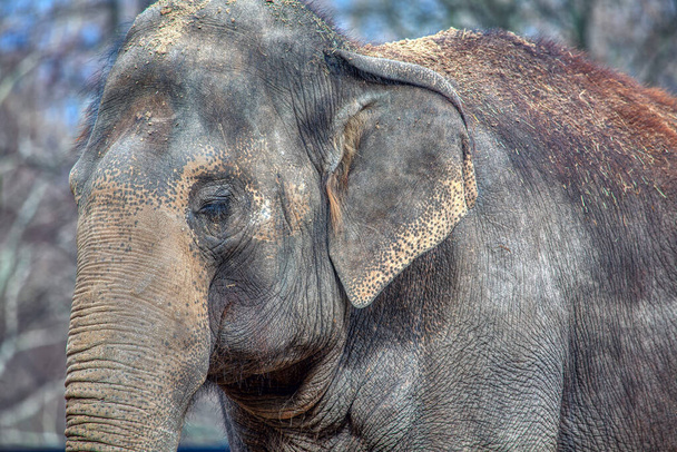 портрет слона с закрытыми глазами
 - Фото, изображение