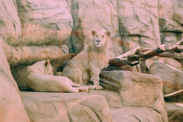 Egy pár oroszlán fogságban egy állatkertben a rács mögött. Erő és agresszió a ketrecben - Fotó, kép