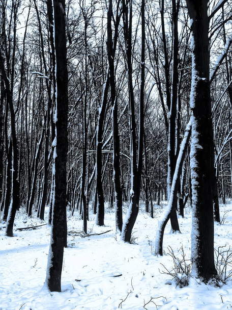 Verschneite Baumstämme im winterlichen Stadtpark - Foto, Bild