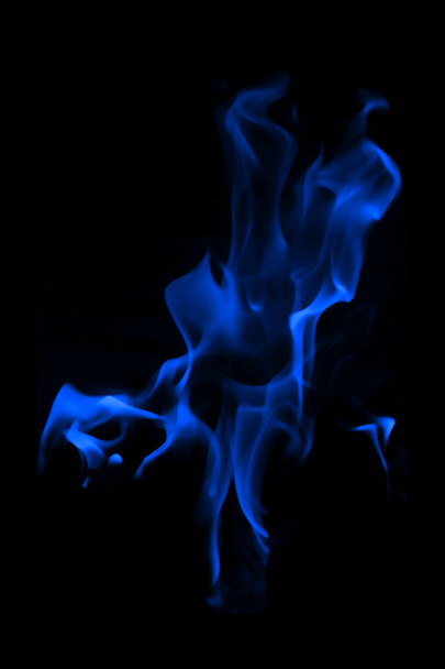 Llama azul - Foto, Imagen