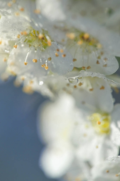 Closeup of A White Spiraea Flowering in nature - Photo, Image