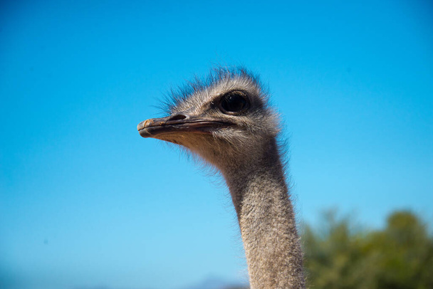 Porträt von Strauß (struthio camelus) auf Straußenfarm in Oudtshoorn, Südafrika - Foto, Bild