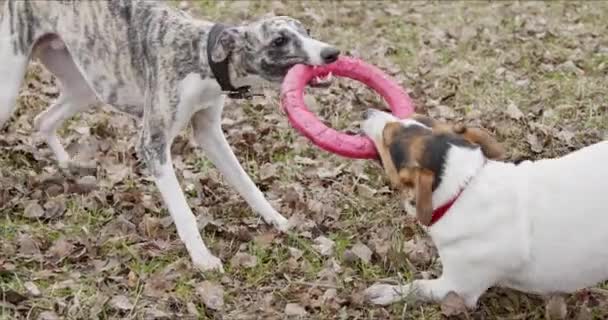 Δύο σκυλιά παίζουν με το παιχνίδι - Πλάνα, βίντεο