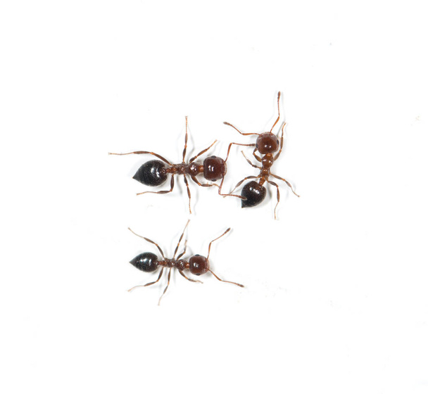 муравьи на белом фоне - Фото, изображение