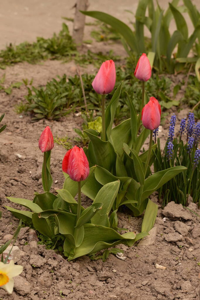 Tulipa is a genus of perennial plants of the Lily family. - Fotó, kép