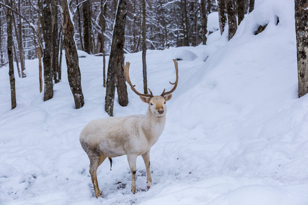 tiro cênico para de belos veados na floresta de inverno - Foto, Imagem