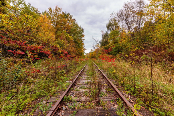 schilderachtig landschap van prachtig herfstbos - Foto, afbeelding