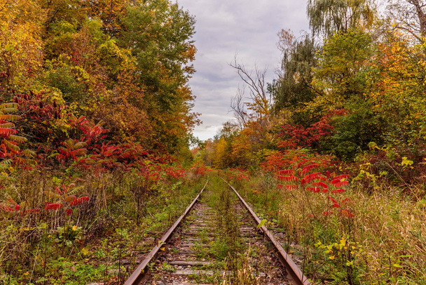malebná krajina krásného podzimního lesa - Fotografie, Obrázek